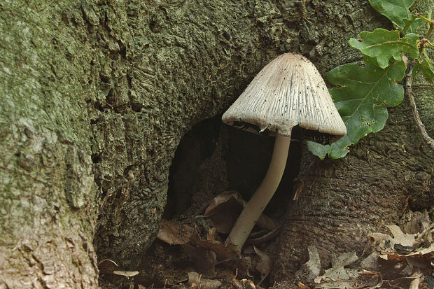 hnojník nápadný Coprinopsis insignis  (Peck) Redhead, Vilgalys & Moncalvo