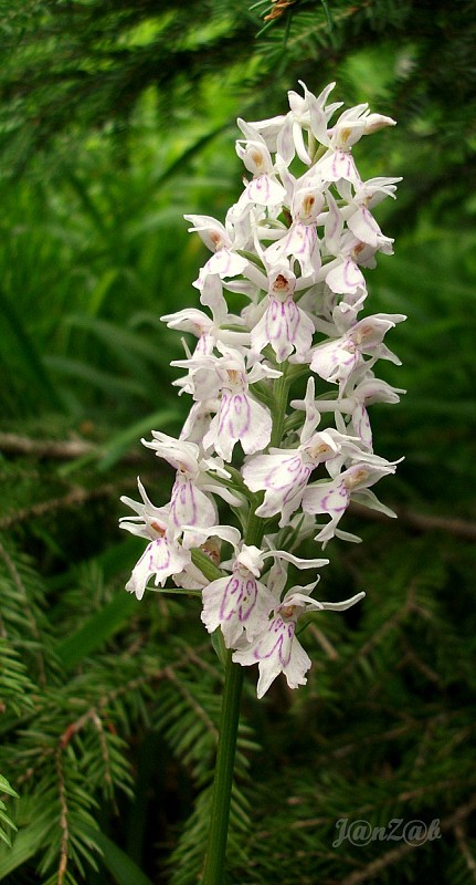 vstavačovec fuchsov pravý Dactylorhiza fuchsii subsp. fuchsii (Druce) Soó