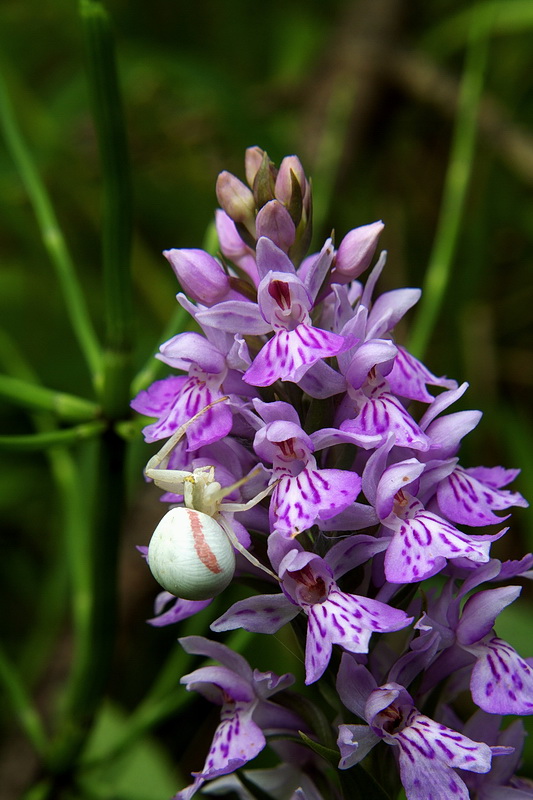 vstavačovec fuchsov pravý Dactylorhiza fuchsii subsp. fuchsii (Druce) Soó