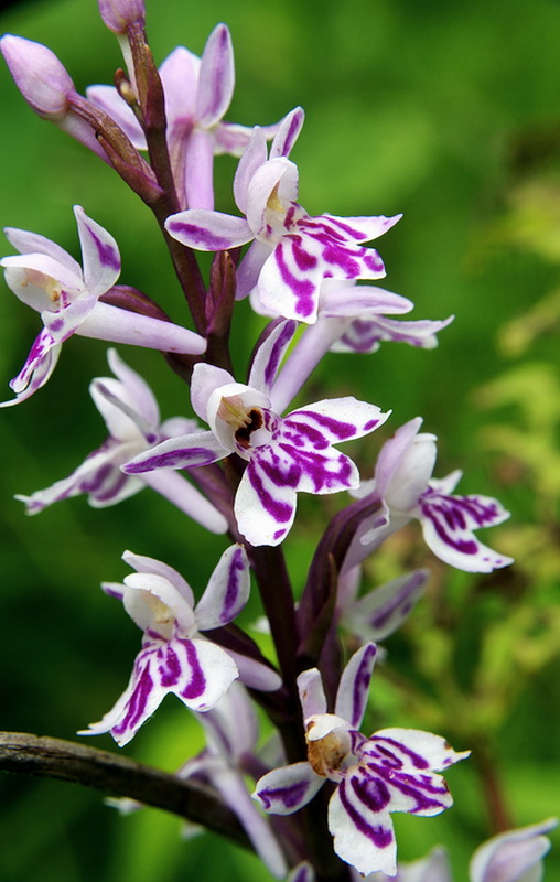 vstavačovec fuchsov pravý Dactylorhiza fuchsii subsp. fuchsii (Druce) Soó