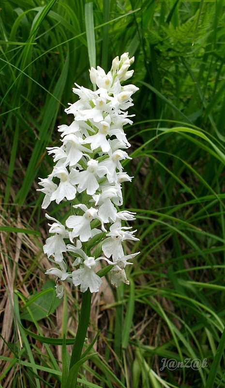 vstavačovec fuchsov soóov Dactylorhiza fuchsii subsp. sooana (Borsos) Borsos