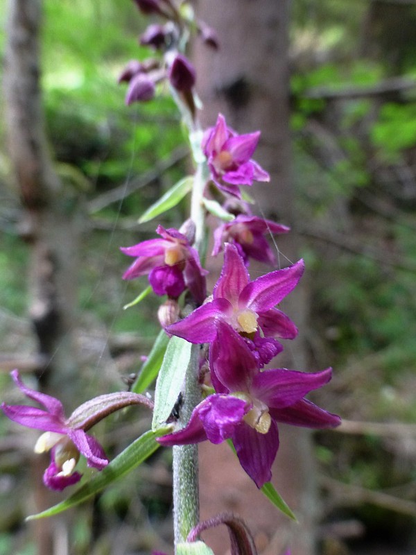 kruštík tmavočervený pravý Epipactis atrorubens subsp. atrorubens (Hoffm.) Besser