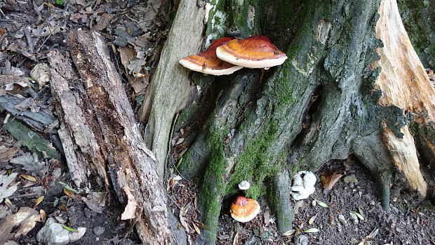 lesklokôrovka obyčajná Ganoderma lucidum (Curtis) P. Karst.