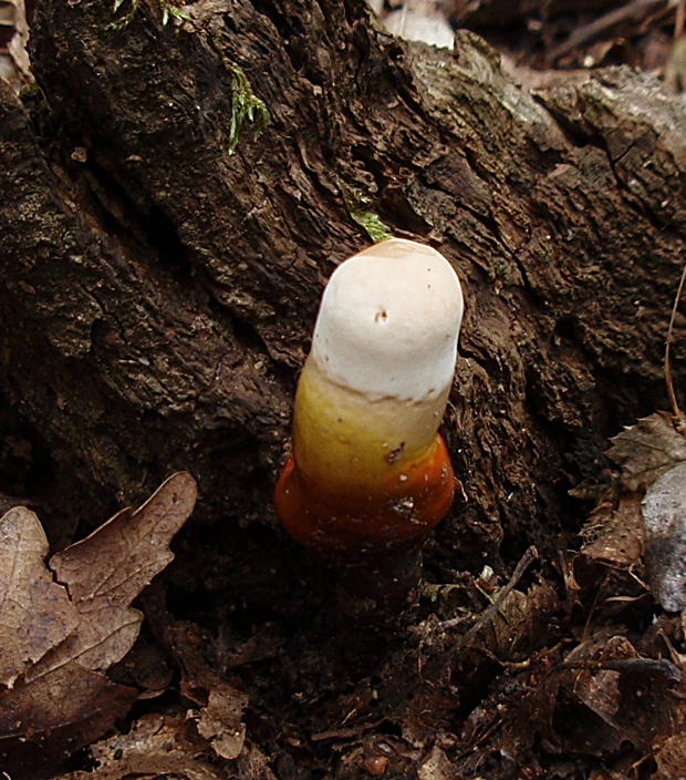 lesklokôrovka obyčajná Ganoderma lucidum (Curtis) P. Karst.