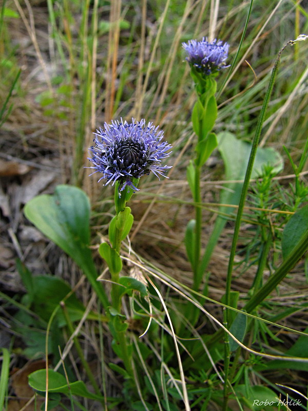 guľôčka bodkovaná Globularia punctata Lapeyr.