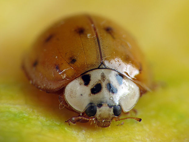 lienka Harmonia axyridis