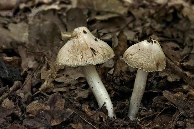 vláknica Inocybe sp.