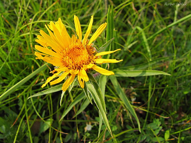 oman mečolistý Inula ensifolia L.