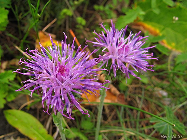 nevädzovec Jacea sp. (L.) Soják