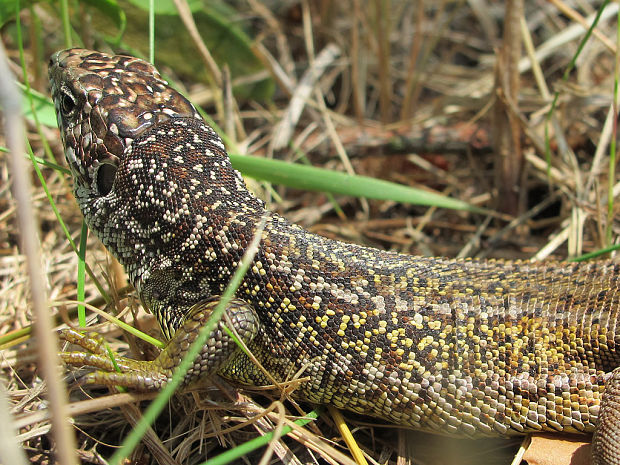 jašterica zelená Lacerta viridis