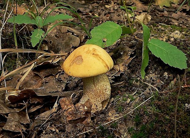 kozák žltopórový Leccinellum crocipodium (Letell.) Della Maggiora & Trassinelli