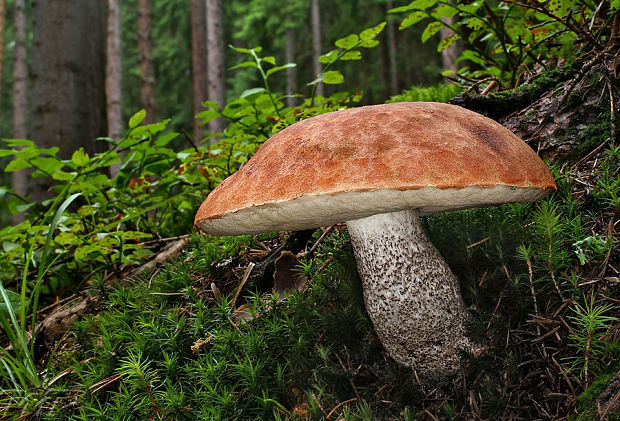 kozák smrekový Leccinum piceinum Pilát & Dermek