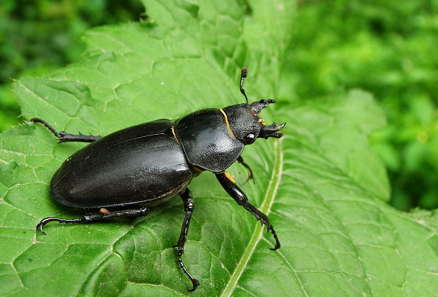 roháč obyčajný Lucanus cervus