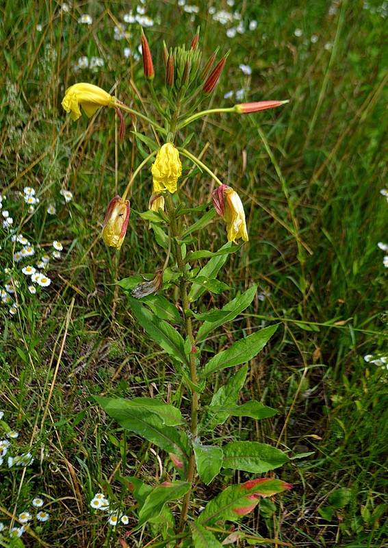 pupalka červenokališná Oenothera glazioviana M. Micheli