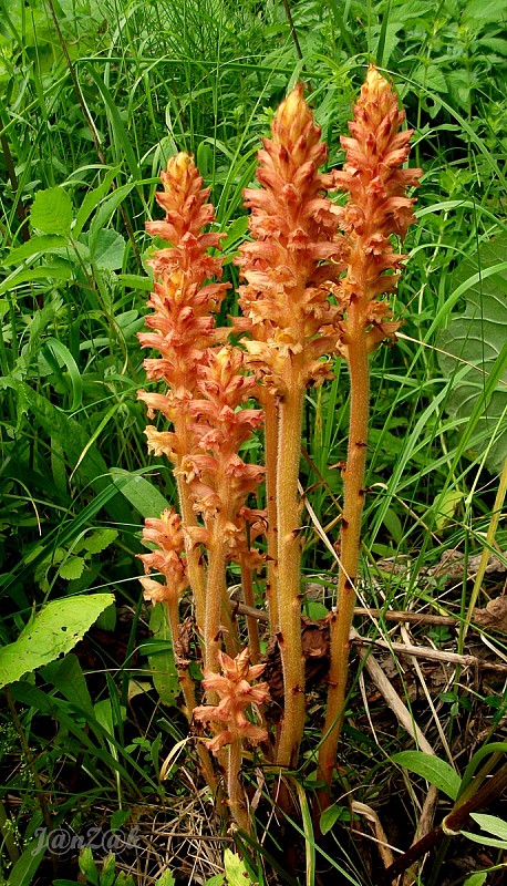 záraza červenožltá Orobanche flava F. W. Schultz