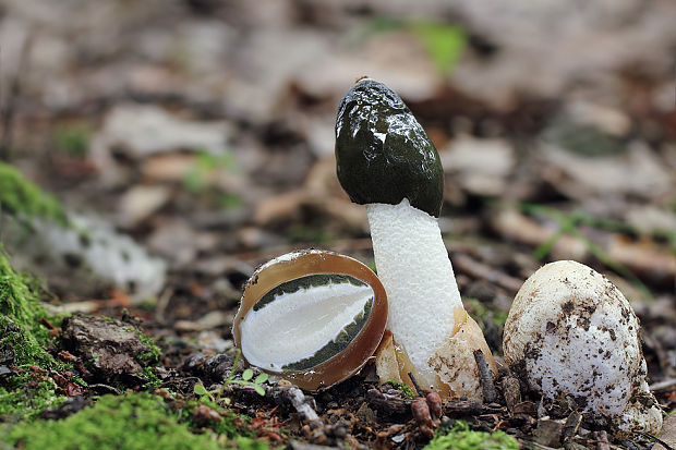 hadovka smradľavá Phallus impudicus L.