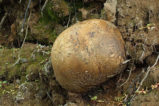 hráškovec obyčajný Pisolithus arhizus (Scop.) Rauschert