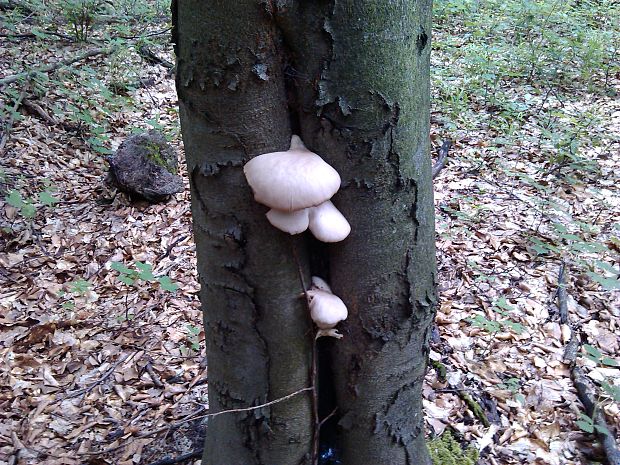 hliva buková Pleurotus pulmonarius (Fr.) Quél.