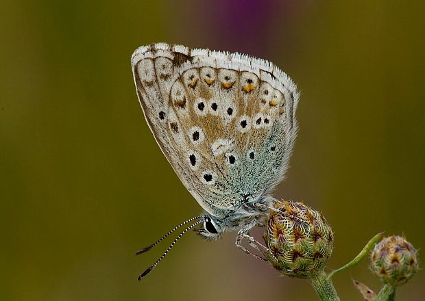 modráčik slovenský Polyommatus slovacus