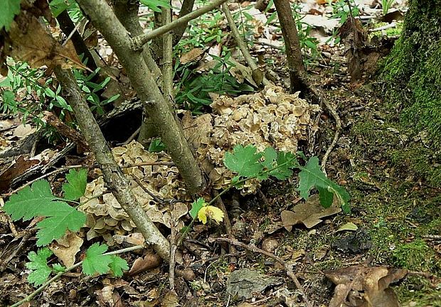 trúdnik klobúčkatý Polyporus umbellatus (Pers.) Fr.