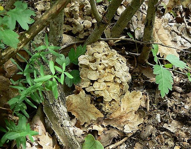 trúdnik klobúčkatý Polyporus umbellatus (Pers.) Fr.