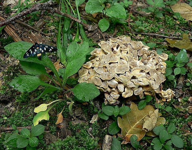 trúdnik klobúčkatý Polyporus umbellatus (Pers.) Fr.