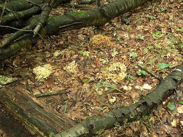 trúdnik klobúčkatý Polyporus umbellatus (Pers.) Fr.