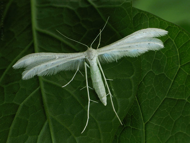 pierkavec povojový Pterophorus pentadactyla Linnaeus, 1758