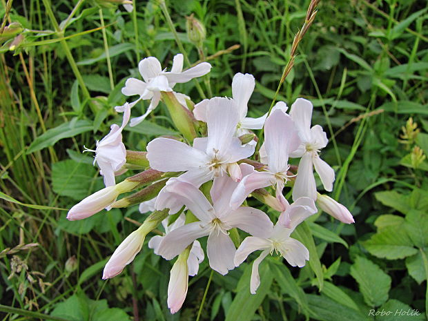 mydlica lekárska Saponaria officinalis L.