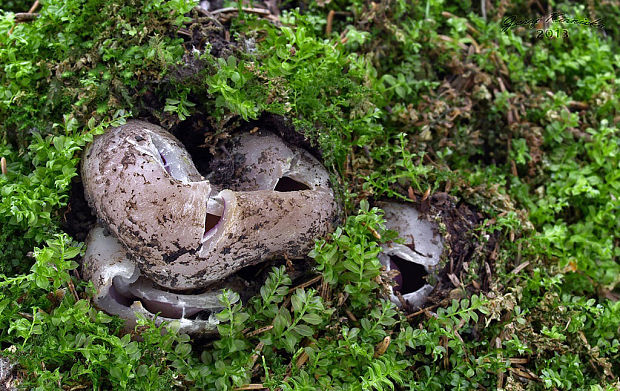 tulipánovka fialová Sarcosphaera coronaria (Jacq.) J. Schröt.