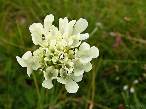 hlaváč žltkastý Scabiosa ochroleuca L.