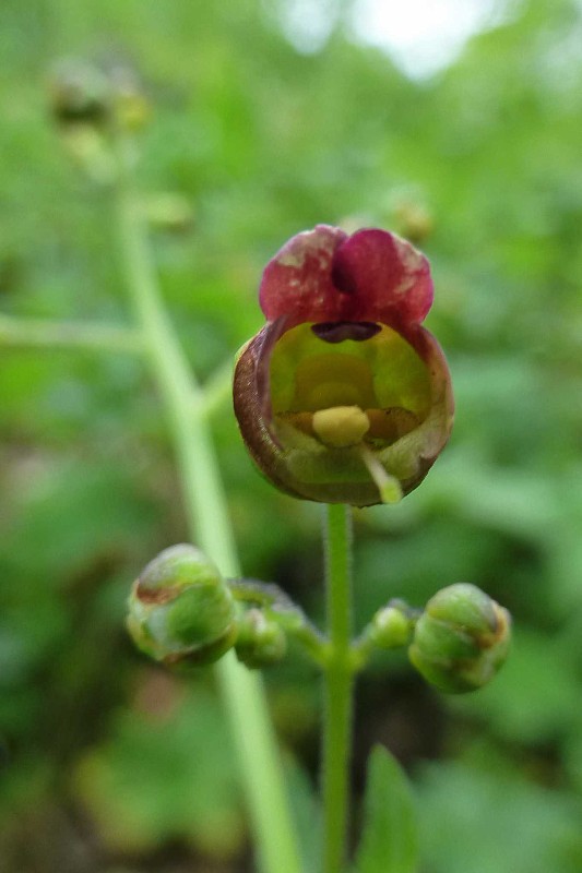 krtičník tôňomilný Scrophularia umbrosa Dumort.