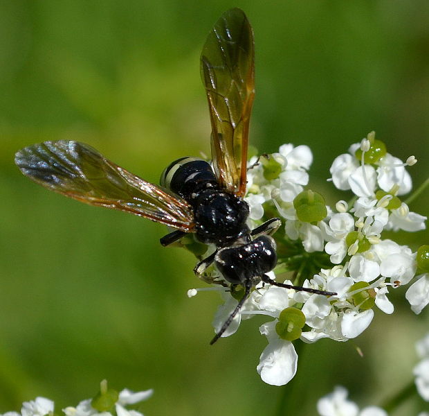 piliarka Tenthredo bifasciata O. F. Müller, 1766