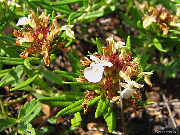 hrdobarka horská Teucrium montanum L.