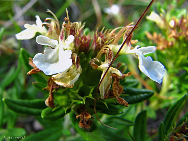 hrdobarka horská Teucrium montanum L.