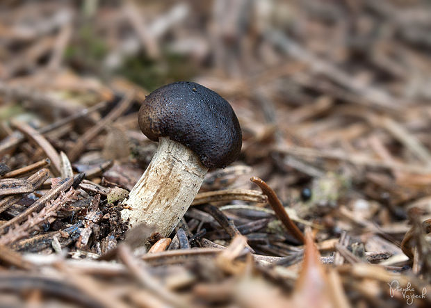 žezlovka Rouxova Tolypocladium rouxii (Cand.) C.A. Quandt, Kepler & Spatafora