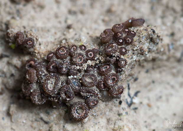 trichoféa pospolitá Trichophaea gregaria (Rehm) Boud.