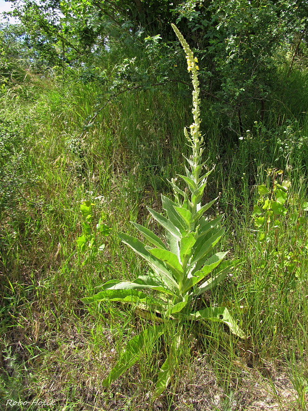 divozel Verbascum sp.