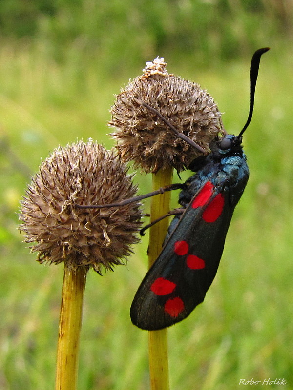 vretienka obyčajná Zygaena filipendulae