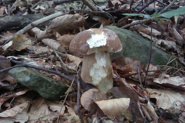 hríb dubový Boletus reticulatus Schaeff.