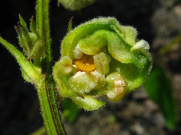 plodomorka Asphondylia verbasci  (Vallot, 1827)