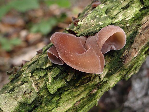 uchovec bazový Auricularia auricula-judae (Bull.) Quél.