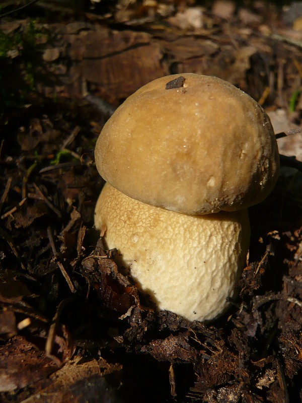 hríb dubový Boletus reticulatus Schaeff.