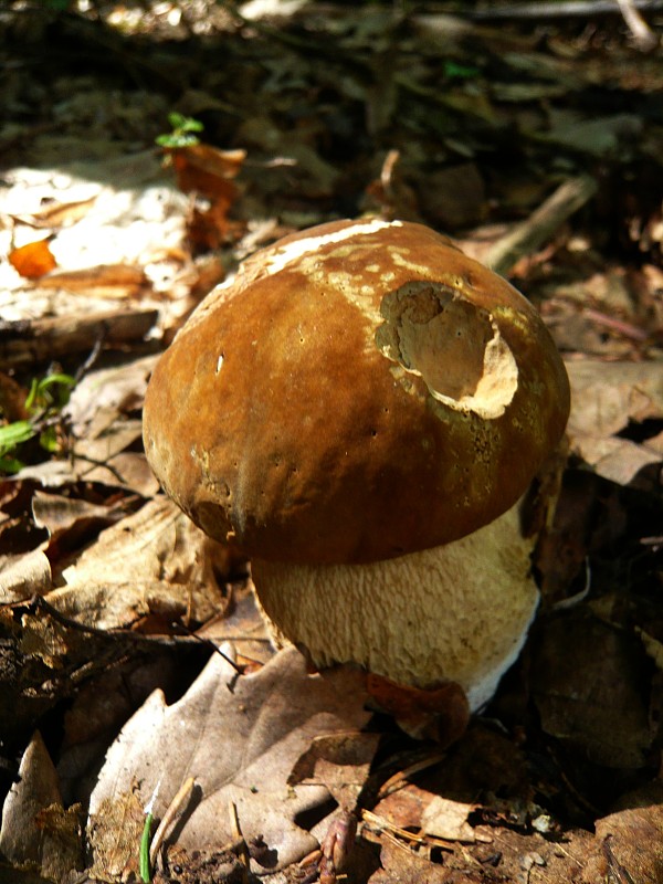 hríb dubový Boletus reticulatus Schaeff.