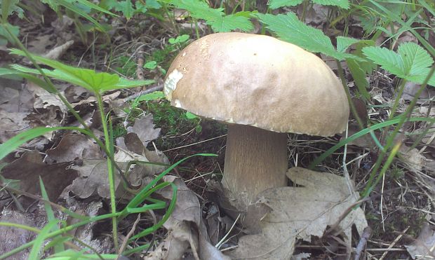 hríb dubový Boletus reticulatus Schaeff.