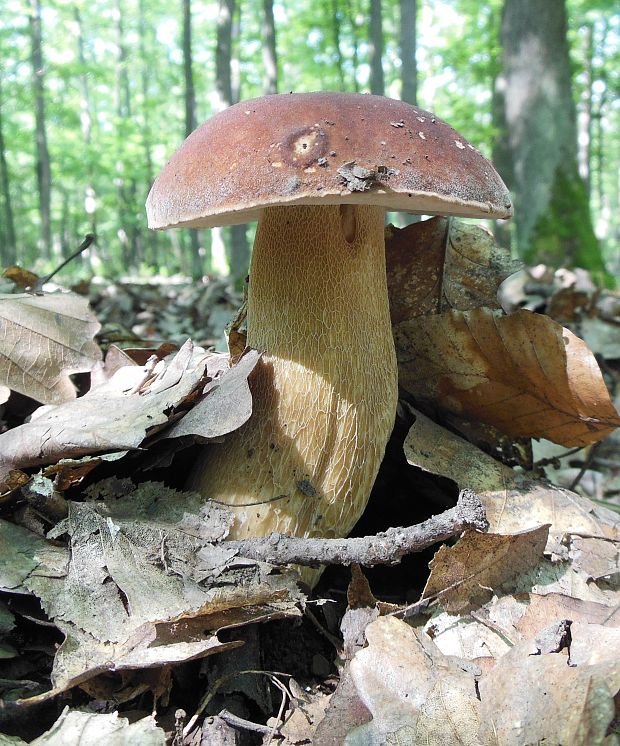 hríb dubový Boletus reticulatus Schaeff.