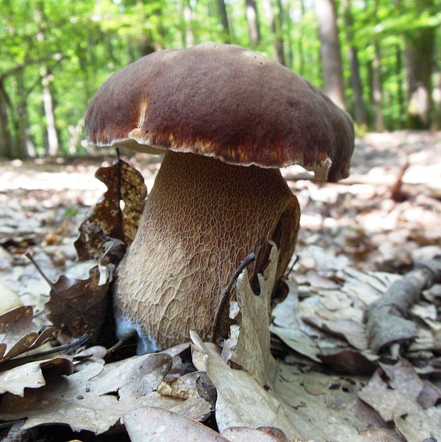 hríb dubový Boletus reticulatus Schaeff.