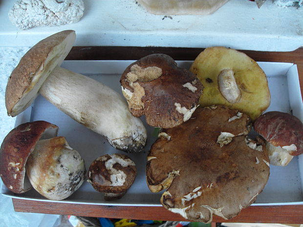 hríb dubový Boletus reticulatus Schaeff.