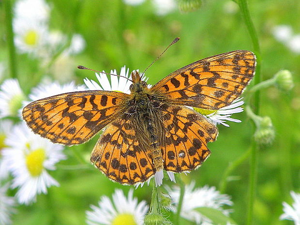 perlovec najmenší Boloria dia  Linnaeus, 1767