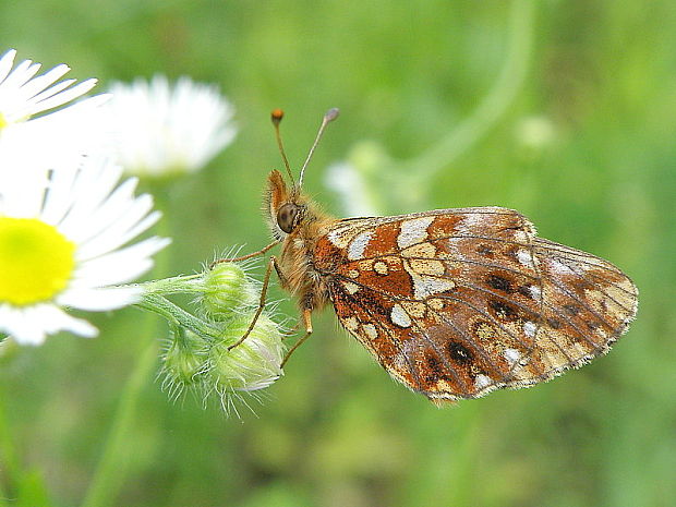 perlovec najmenší Boloria dia  Linnaeus, 1767